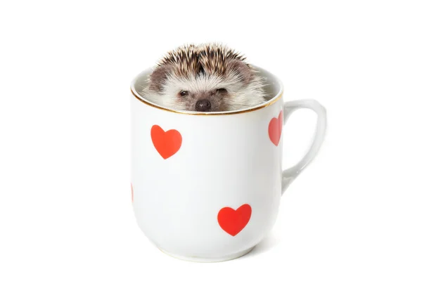 Igel versteckt sich in einer mit roten Herzen verzierten Tasse — Stockfoto