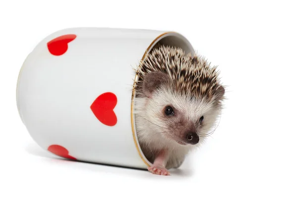 Funny hedgehog plays hide and seek — Stock Photo, Image