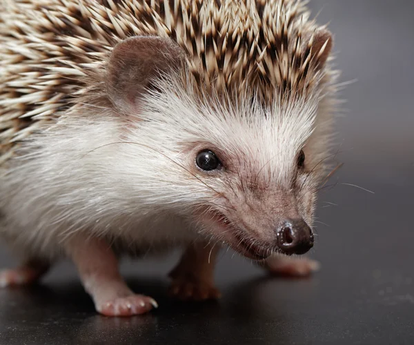 Angry hedgehog looks at you — Stock Photo, Image