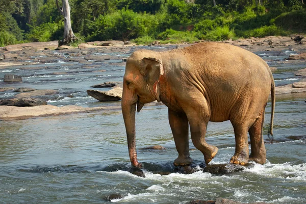 Elefant überquert den Fluss — Stockfoto