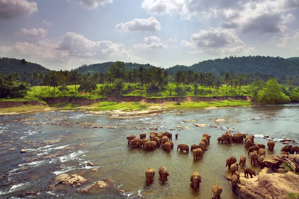 Herd of elephants bathing — Stock Photo, Image