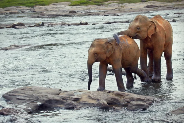 One elephant pats another — Stock Photo, Image