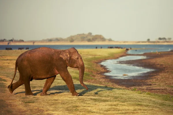 Elephant goes to watering — Stock Photo, Image