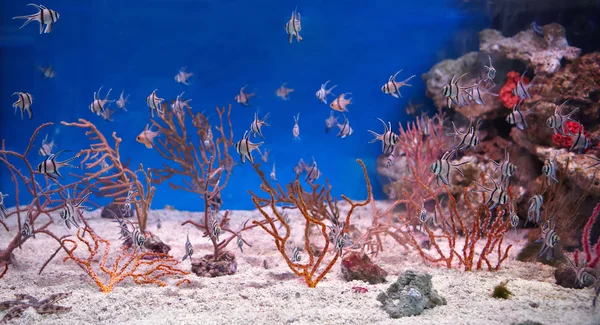 Banggai Apogonidae — Fotografia de Stock