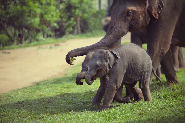 Erwachsene und zwei Baby-Elefanten — Stockfoto