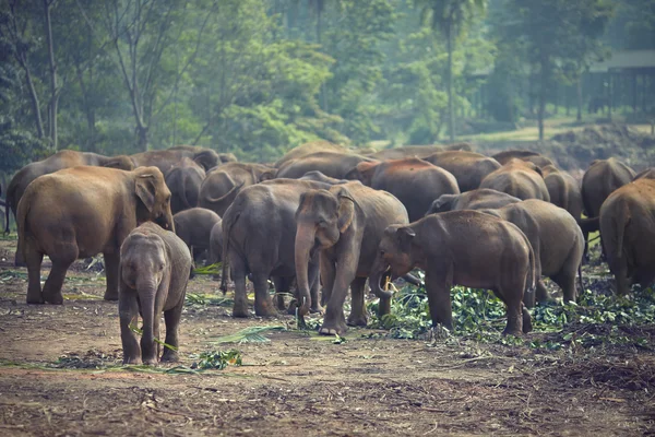 Herd of elephants at mealtimes — Stock Photo, Image