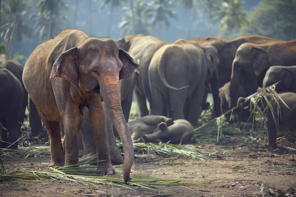 Elefantenherde zu den Mahlzeiten — Stockfoto