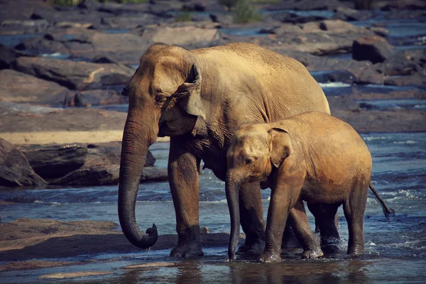 Deux éléphants fatigués Images De Stock Libres De Droits