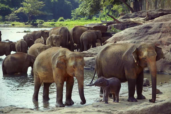 Big and the little one — Stock Photo, Image