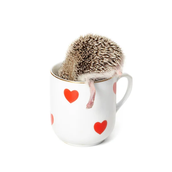 Hedgehogs heel — Stock Photo, Image