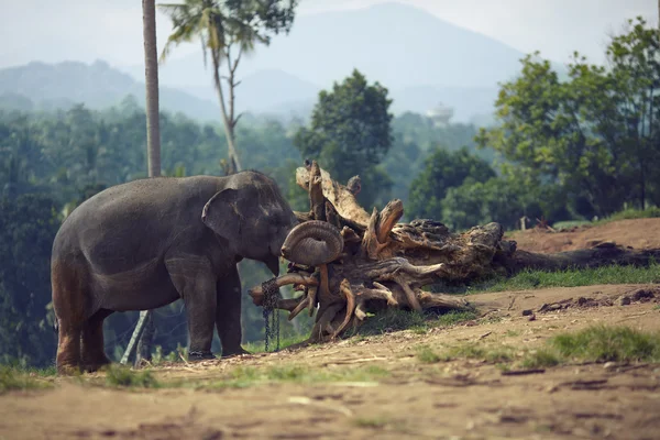 Elephant chained to a snag — Stock Photo, Image