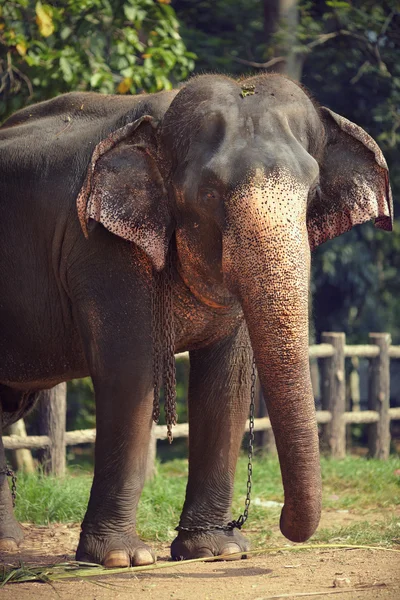 Elefant in Ketten — Stockfoto