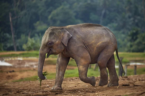 Elephant carries leaves — Stock Photo, Image