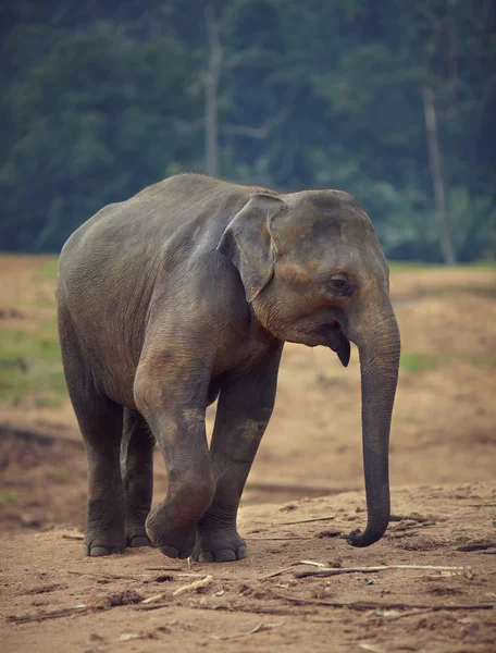 Elefantenstand — Stockfoto