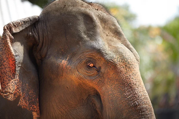 Elephant eye close-up — Stock Photo, Image