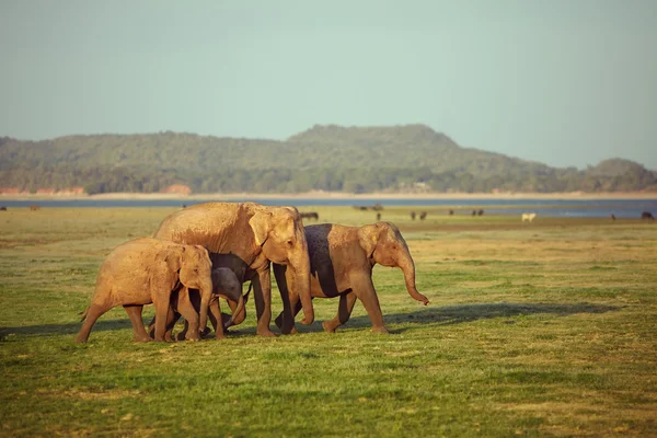 Elephants of all ages — Stock Photo, Image