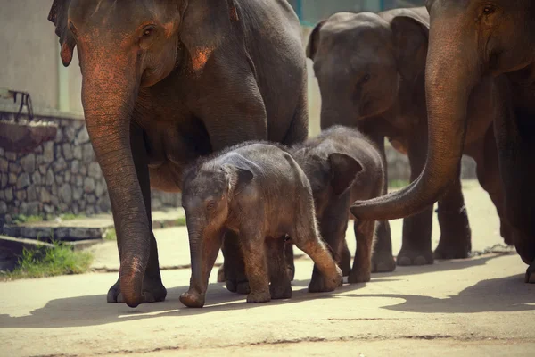 Adulte et deux bébés éléphants Photos De Stock Libres De Droits