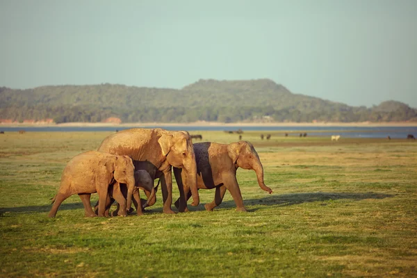 Elefanti di tutte le età Immagine Stock