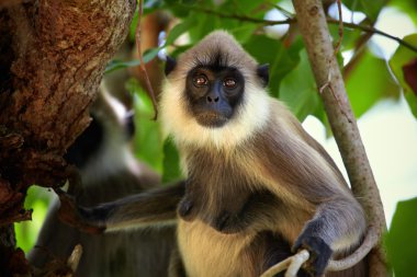 Maymun erkek portresi