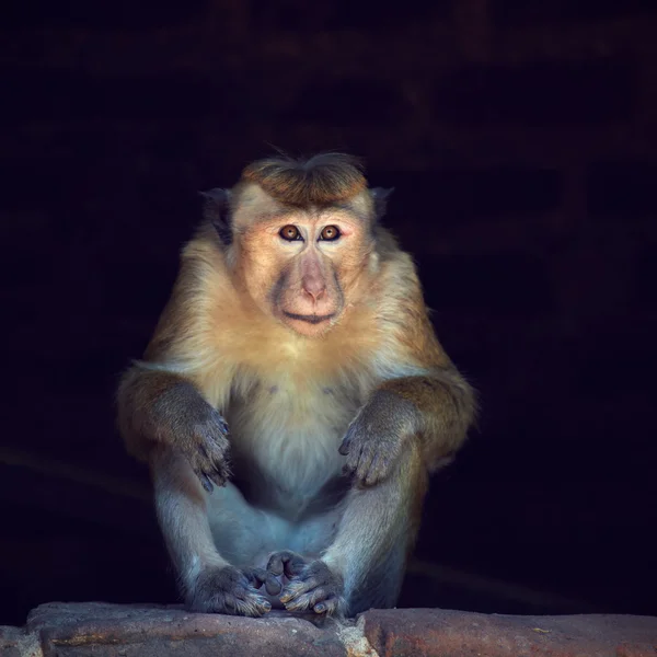 Monkey in the shelter — Stock Photo, Image