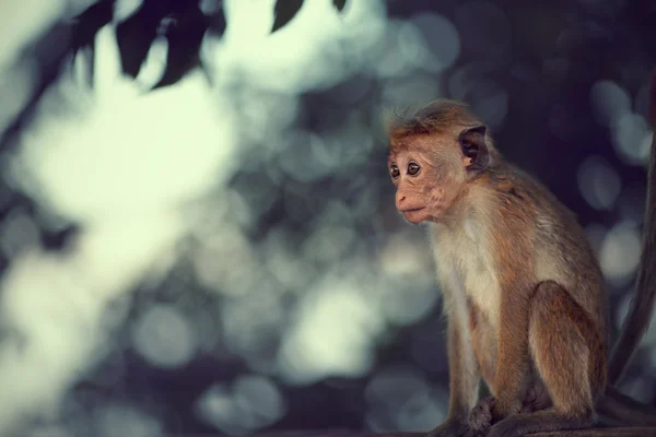 Bayi monyet lucu — Stok Foto