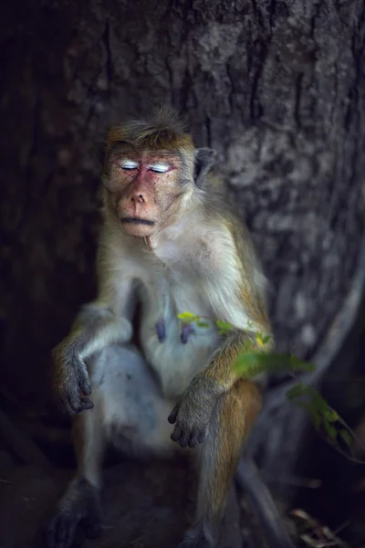 Female monkey resting — Stock Photo, Image