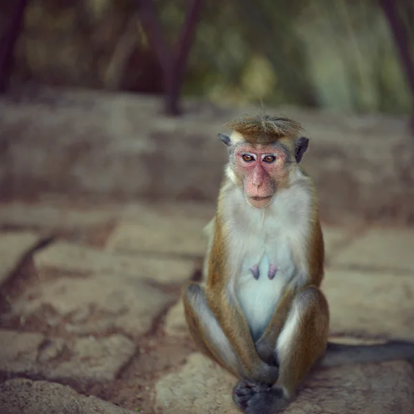 Portrait of monkey female — Stock Photo, Image