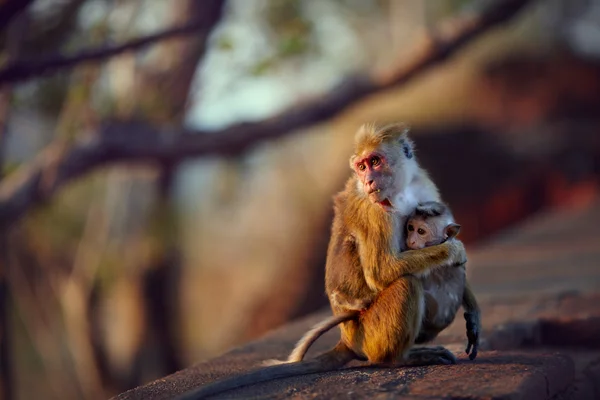 Dewasa memeluk bayi monyet — Stok Foto