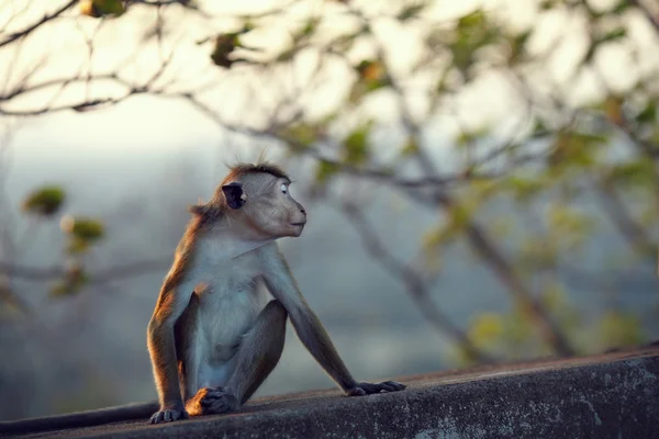 Resentful monkey — Stock Photo, Image