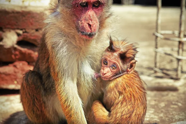 Bayi monyet mengisap susu induknya — Stok Foto