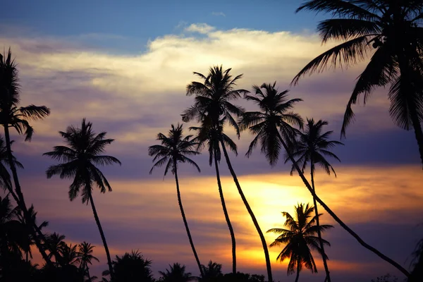 Siluetas de palmeras al atardecer — Foto de Stock