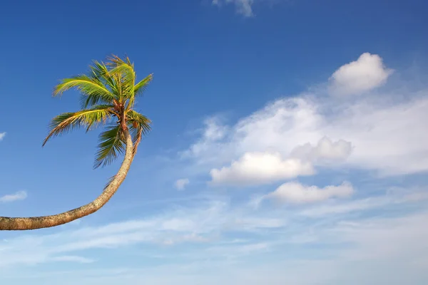 Çarpık palmiye ağacı — Stok fotoğraf