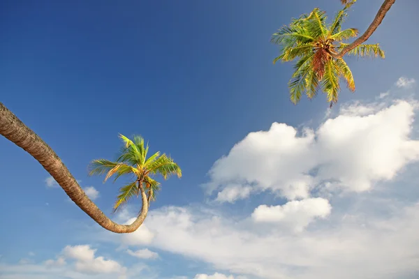 Palmeras contra nubes blancas esponjosas — Foto de Stock