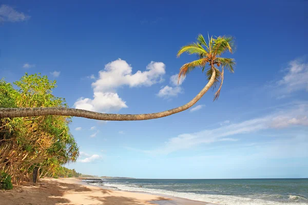 Isla Paradise Imágenes De Stock Sin Royalties Gratis