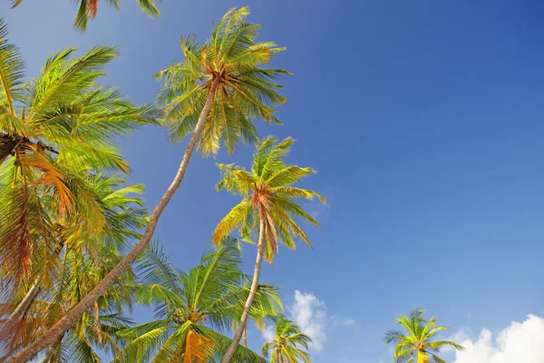 Las copas de las palmeras — Foto de Stock