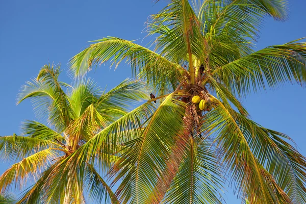 Las copas de las palmeras — Foto de Stock