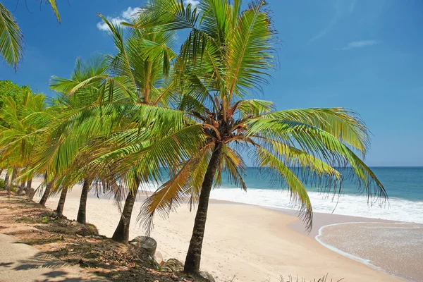 Palm trees on the shore — Stock Photo, Image