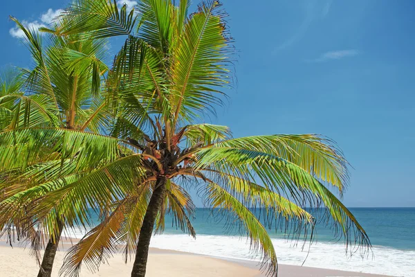 Palm trees on the shore — Stock Photo, Image