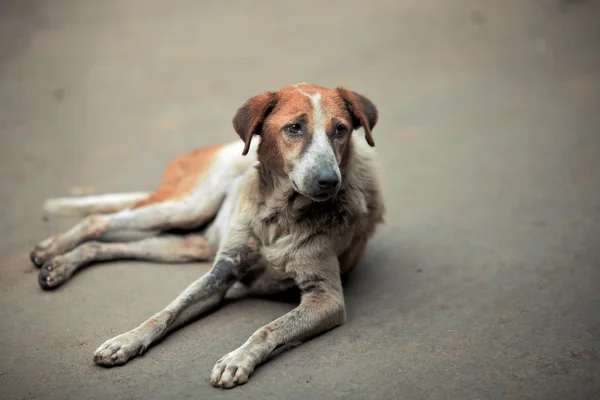 Droevige hond — Stockfoto