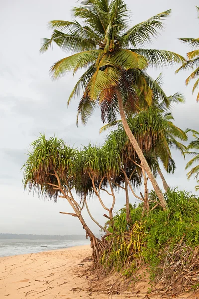 Día lluvioso en el paraíso — Foto de Stock