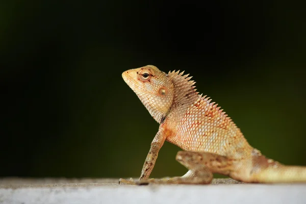 Lizard close-up — Stock Photo, Image