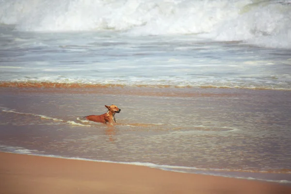 Köpek okyanusta sıcaktan gizleme — Stok fotoğraf