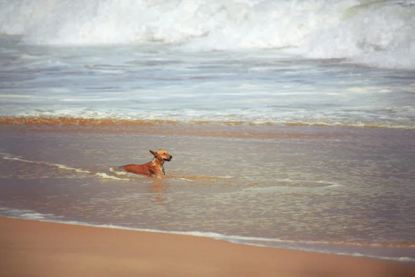 Cão escondido do calor no oceano Fotos De Bancos De Imagens