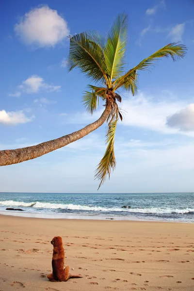 Perro sentado en la playa — Foto de Stock