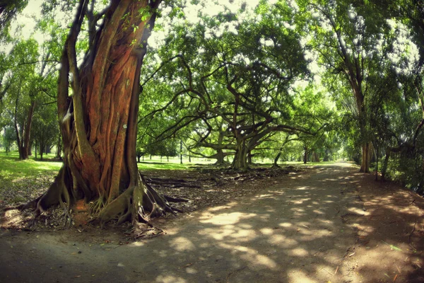 yol boyunca dev ficus benjamina.