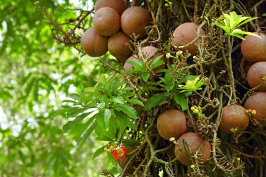 Cannonball ağacı olarak bilinen Couroupita guianensis
