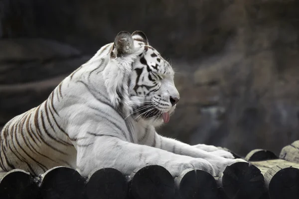 Tigre blanc au repos — Photo