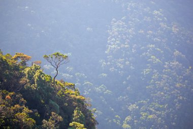 bir dik dağ yamaç kenarındaki büyük eğri ağaç