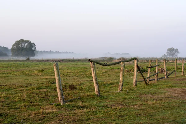 Belle matinée dans la prairie — Photo