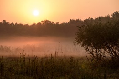 çayırlar üzerinde Biebrza